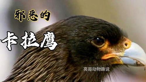 卡拉鹰,神秘生物的传奇与奥秘